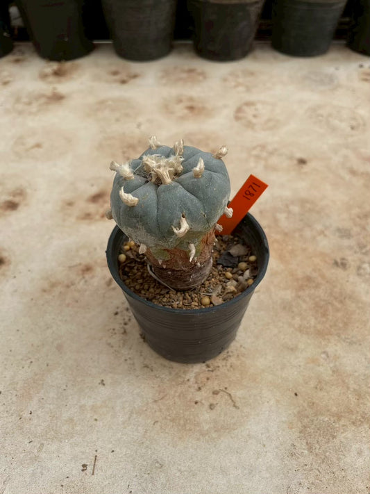 Lophophora williamsii – Peyote Cactus (3-4 cm, Own Root)