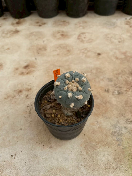 Lophophora williamsii – Peyote Cactus (3-4 cm, Own Root)