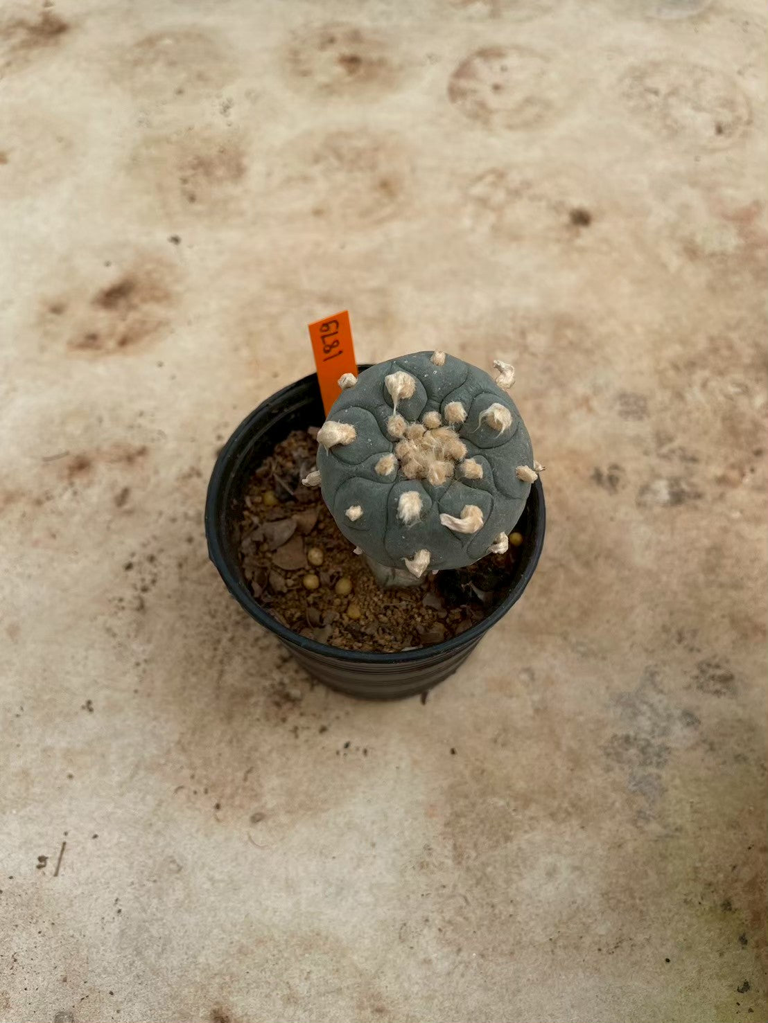 Lophophora williamsii – Peyote Cactus (3-4 cm, Own Root)
