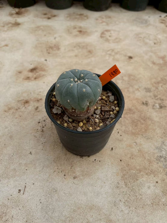 Lophophora williamsii – Peyote Cactus (3-4 cm, Own Root)
