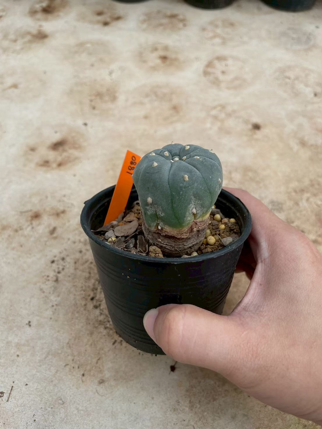 Lophophora williamsii – Peyote Cactus (3-4 cm, Own Root)