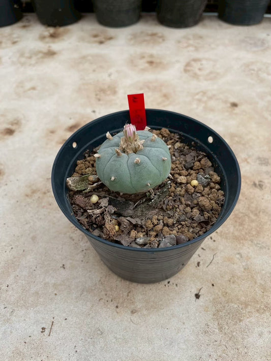 Lophophora williamsii – Peyote Cactus (3-4 cm, Own Root)
