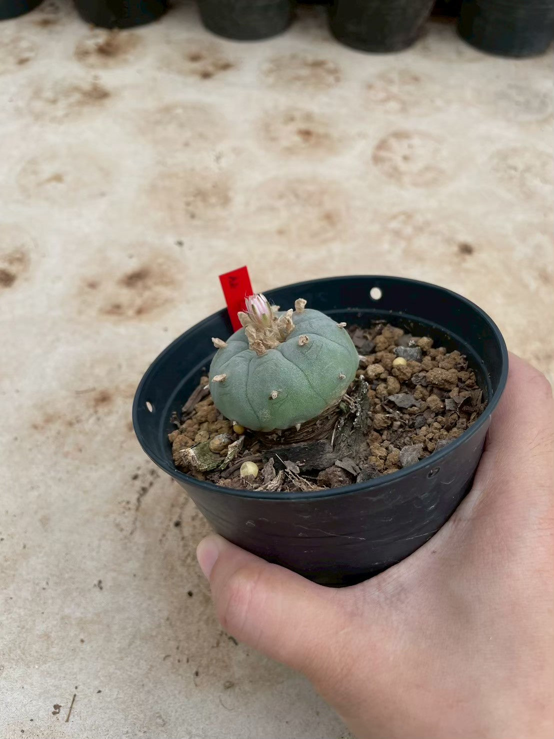 Lophophora williamsii – Peyote Cactus (3-4 cm, Own Root)