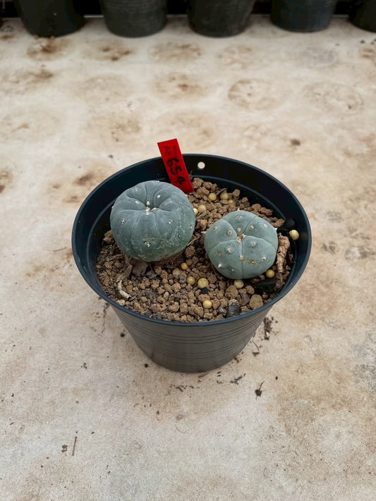 Lophophora williamsii – Peyote Cactus (3-4 cm, Own Root)