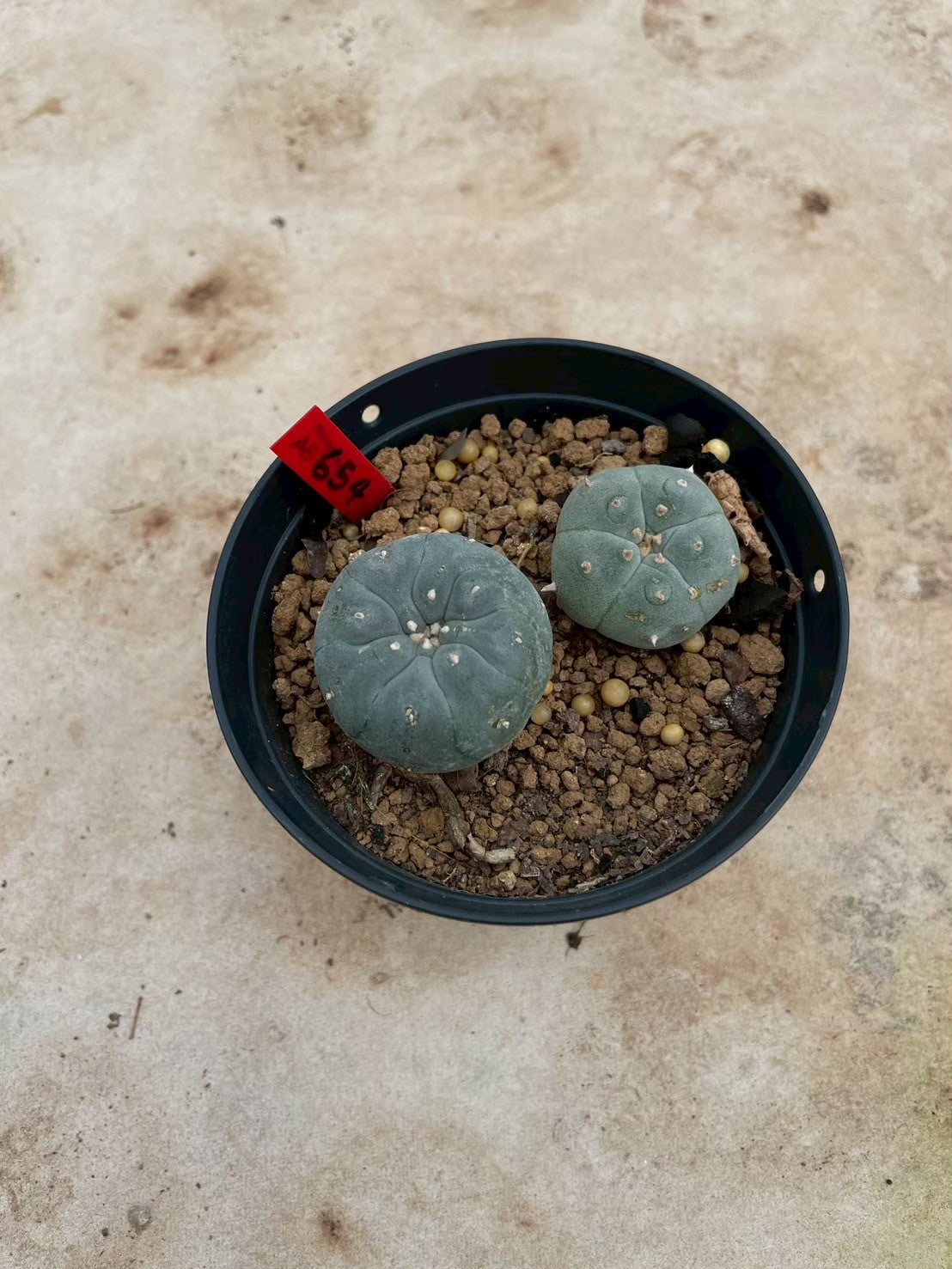 Lophophora williamsii – Peyote Cactus (3-4 cm, Own Root)