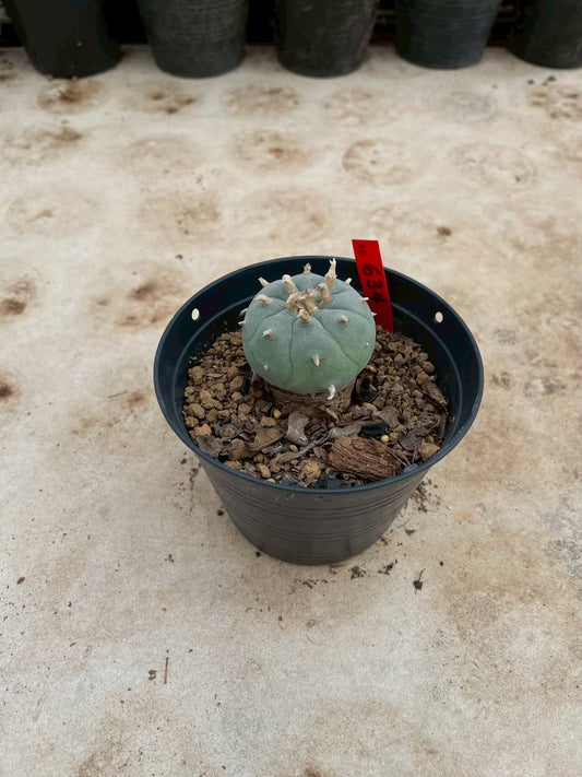 Lophophora williamsii – Peyote Cactus (3-4 cm, Own Root)