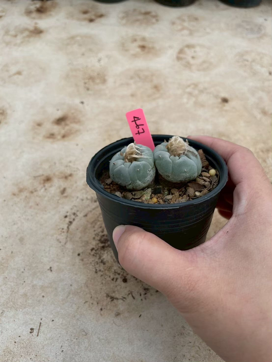 Lophophora williamsii Twin – Peyote Cactus (3-4 cm, Own Root)