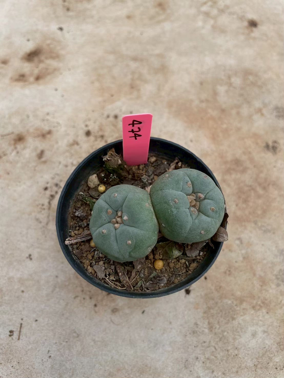 Lophophora williamsii Twin – Peyote Cactus (3-4 cm, Own Root)
