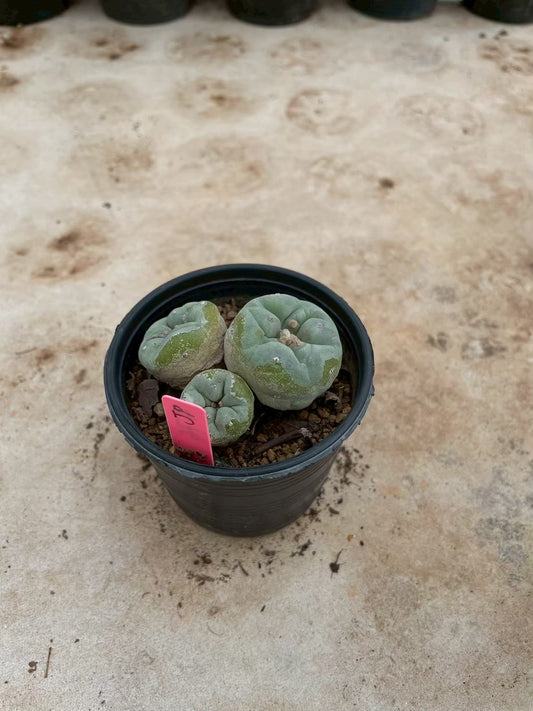 Lophophora williamsii Triple heads – Peyote Cactus (3-4 cm, Own Root)