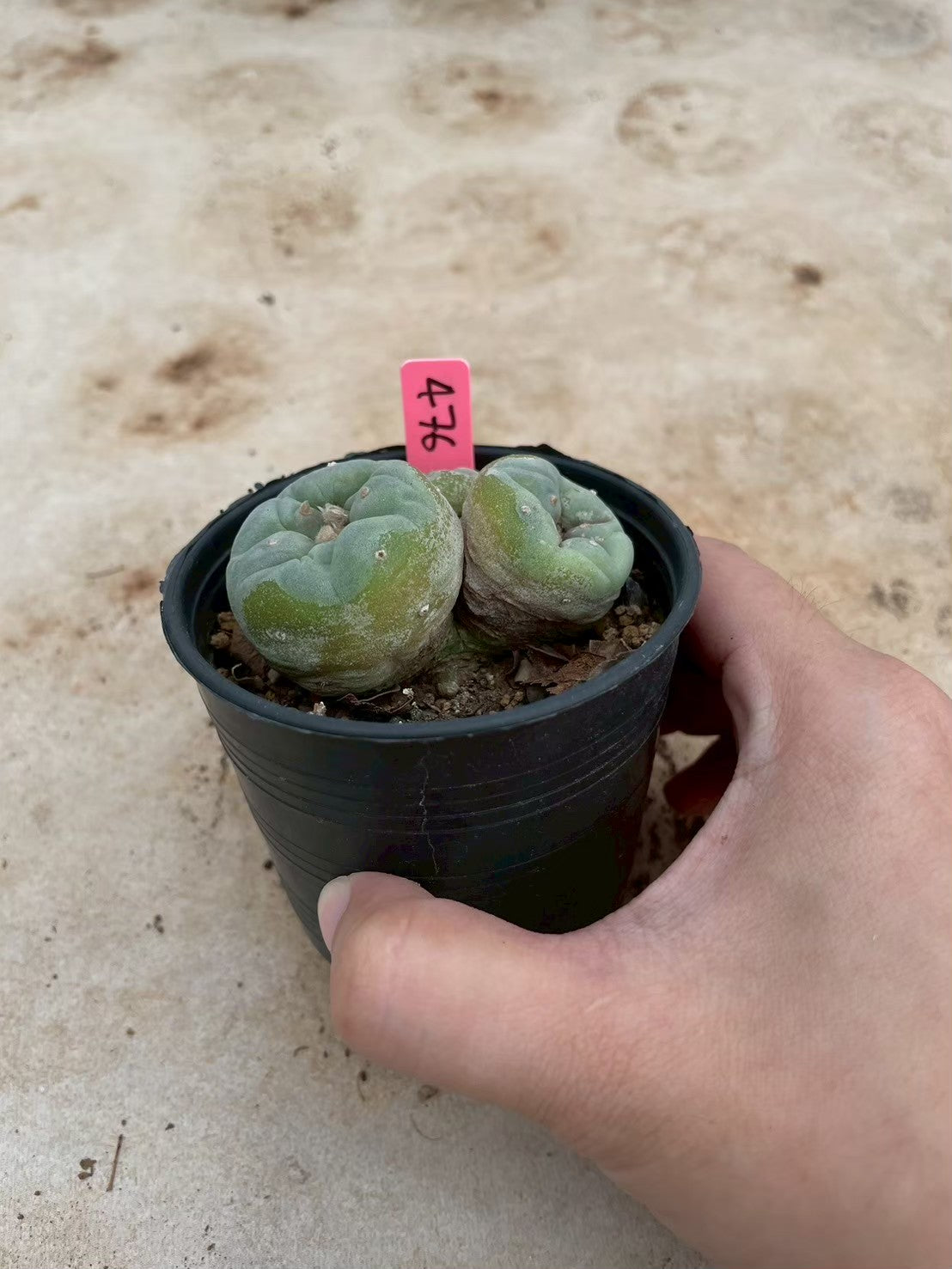 Lophophora williamsii Triple heads – Peyote Cactus (3-4 cm, Own Root)