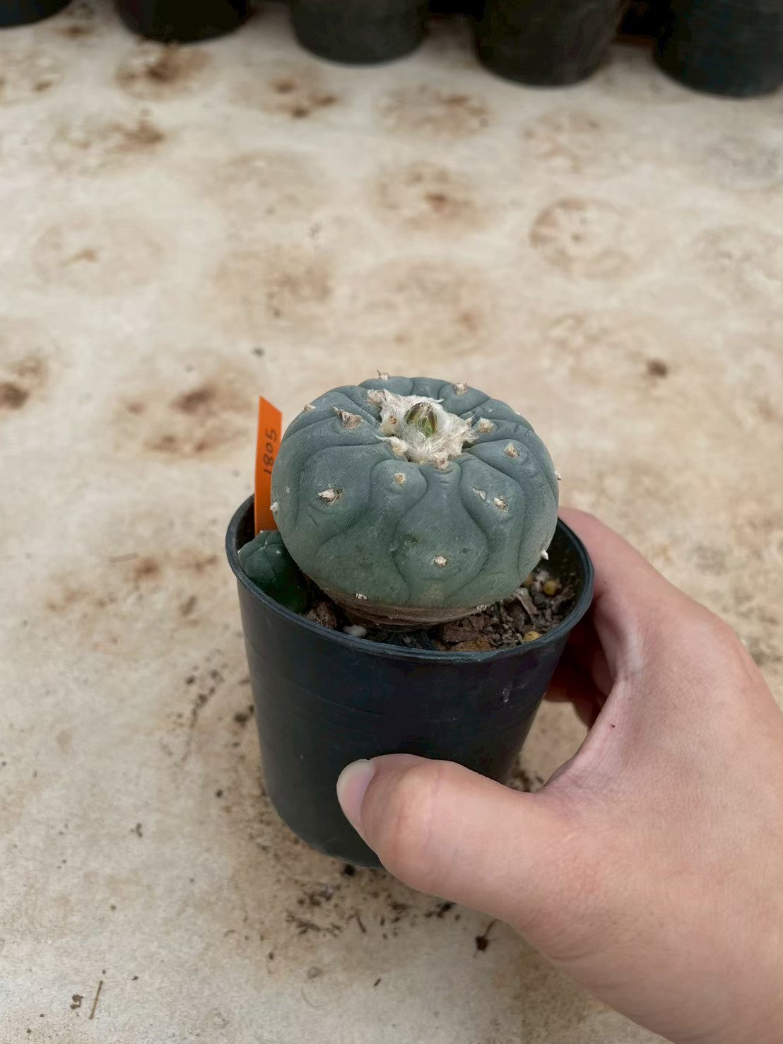 Lophophora williamsii – Peyote Cactus (3-4 cm, Own Root) 14 years old
