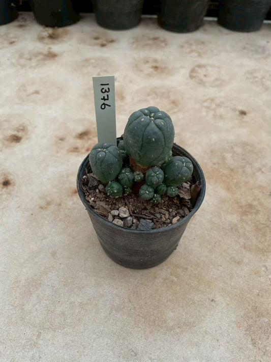 Lophophora williamsii – Peyote Cactus (3-4 cm, Own Root) 12 years old