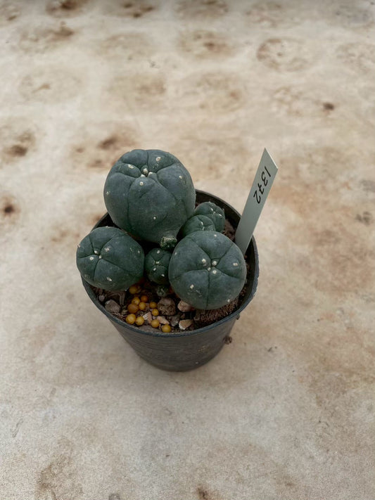 Lophophora williamsii – Peyote Cactus (3-4 cm, Own Root) 12 years old