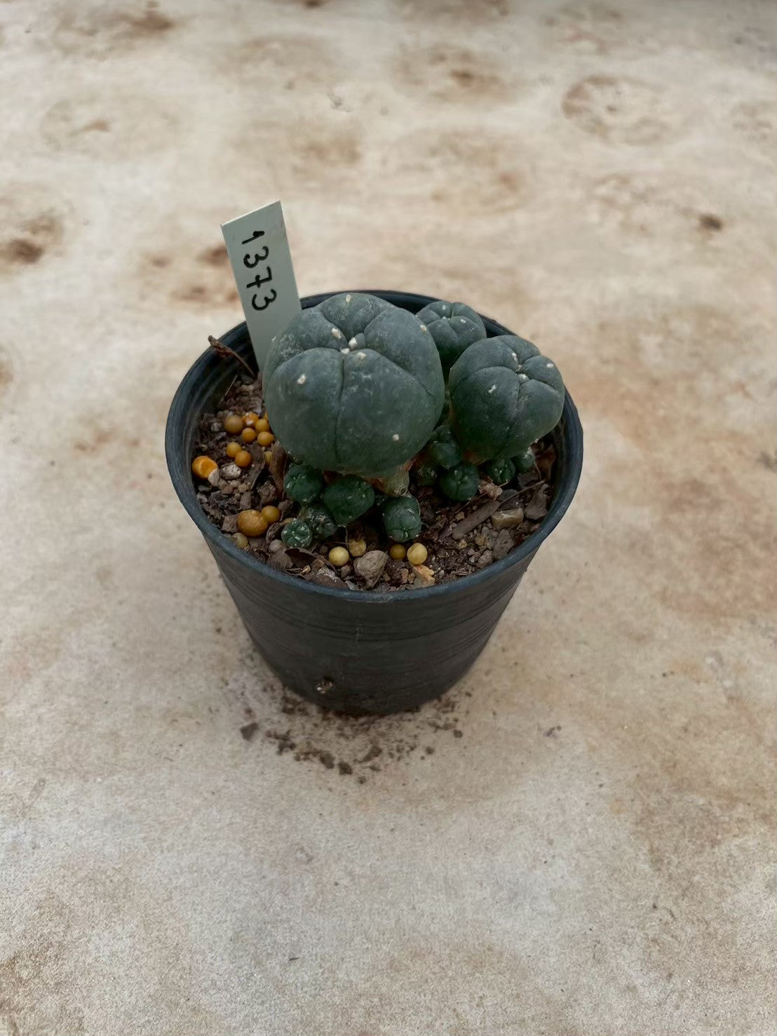 Lophophora williamsii – Peyote Cactus (3-4 cm, Own Root) 12 years old
