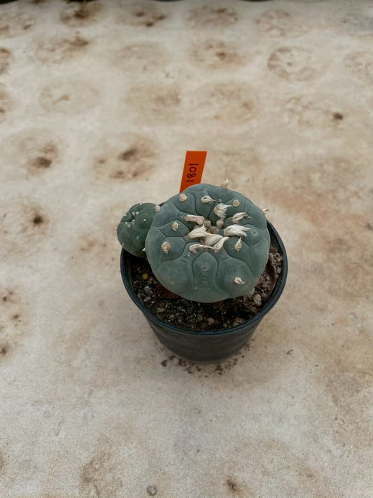 Lophophora williamsii – Peyote Cactus (3-4 cm, Own Root) 12 years old