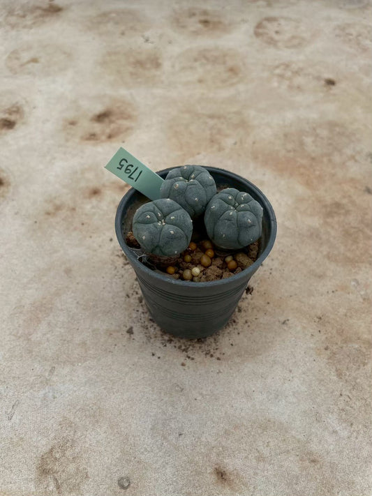 Lophophora williamsii – Peyote Cactus (3-4 cm, Own Root) 12 years old