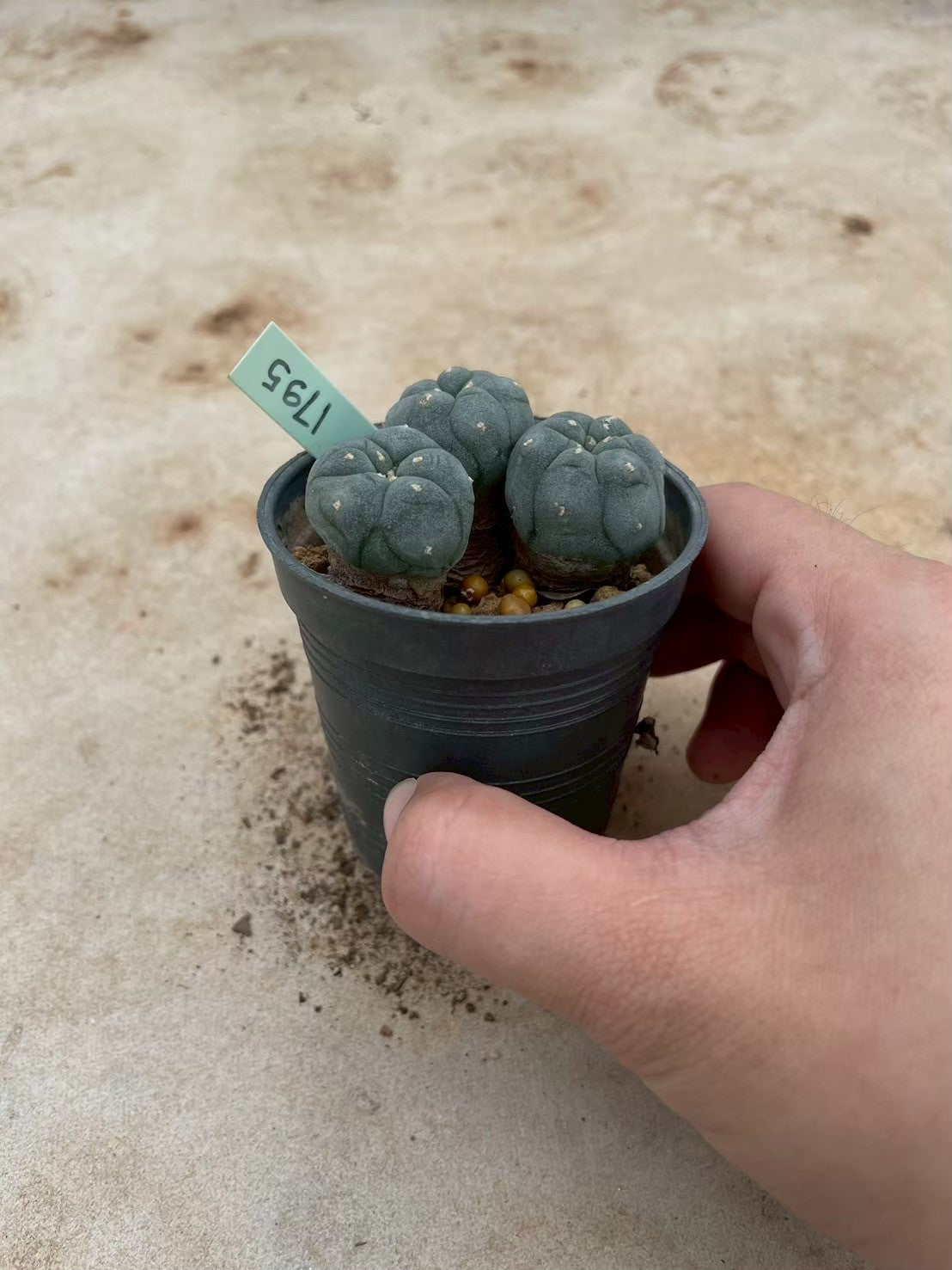 Lophophora williamsii – Peyote Cactus (3-4 cm, Own Root) 12 years old