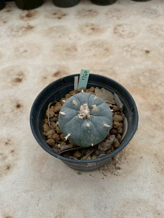 Lophophora williamsii – Peyote Cactus (3-4 cm, Own Root) 12 years old