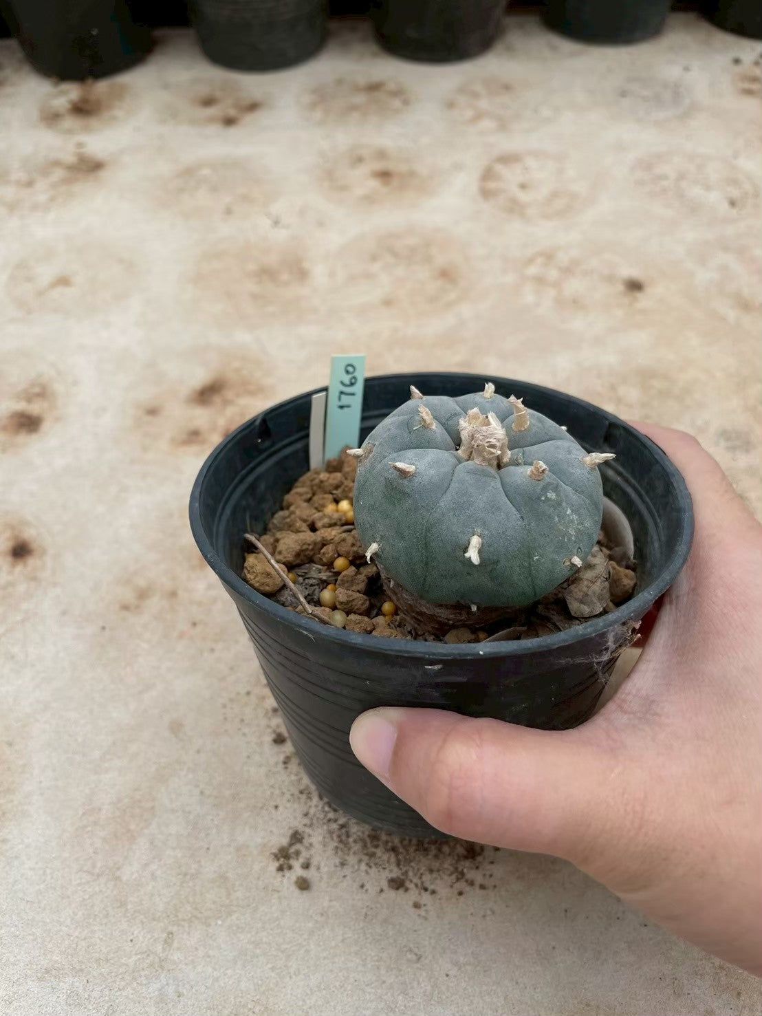 Lophophora williamsii – Peyote Cactus (3-4 cm, Own Root) 12 years old