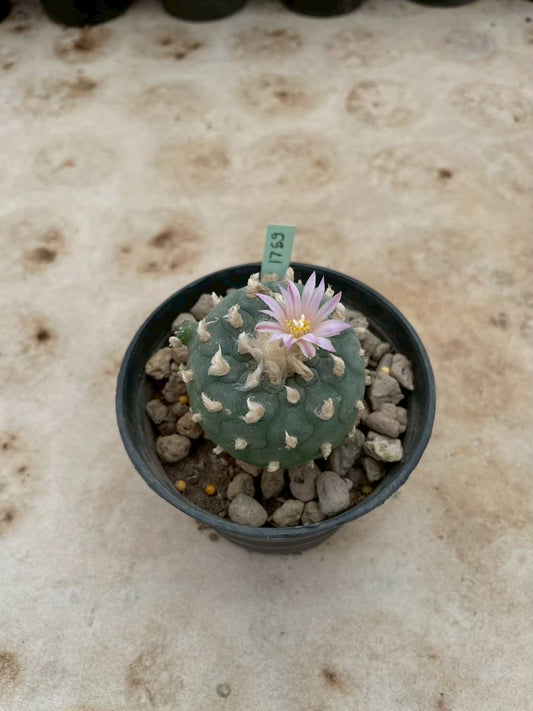 Lophophora williamsii – Peyote Cactus (3-4 cm, Own Root) 12 years old