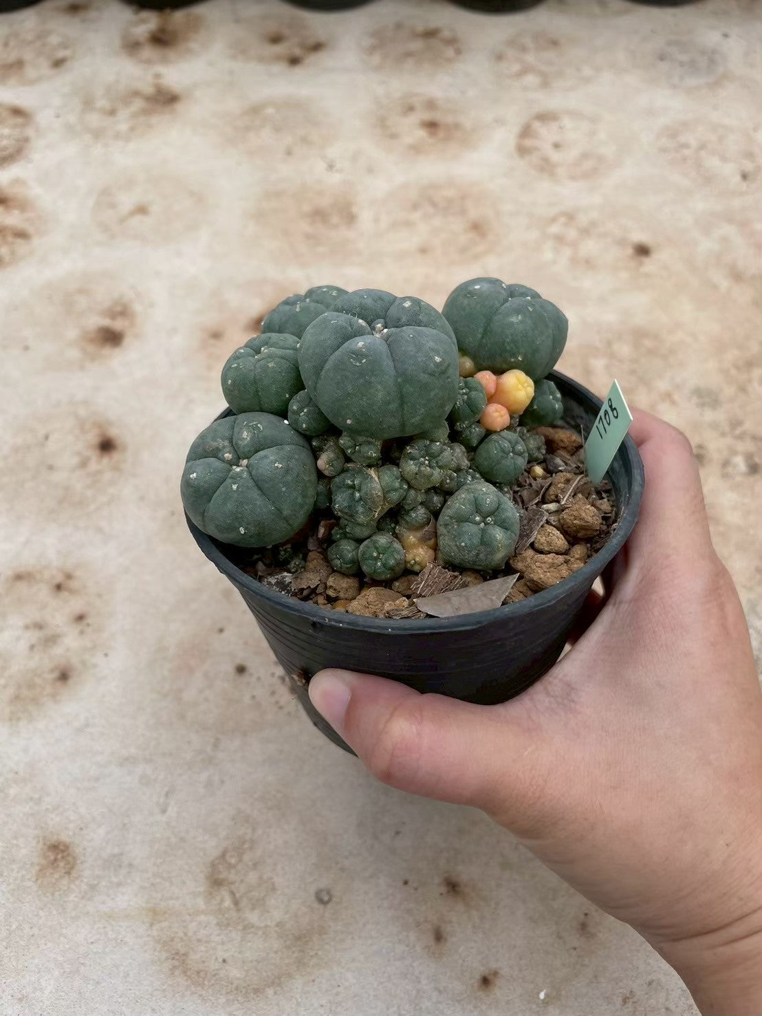 Lophophora williamsii variegate – Peyote Cactus (3-4 cm, Own Root) 12 years old