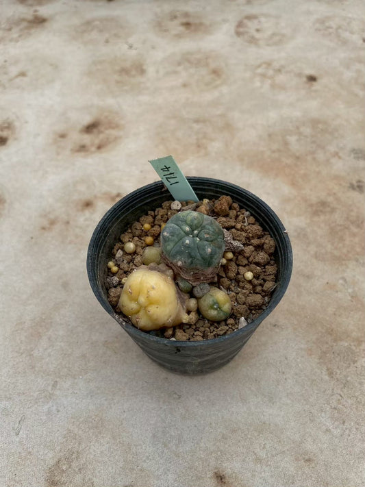 Lophophora williamsii variegate – Peyote Cactus (3-4 cm, Own Root) 12 years old