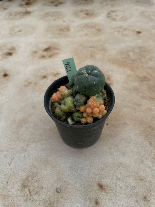 Lophophora williamsii variegate – Peyote Cactus (3-4 cm, Own Root) 12 years old