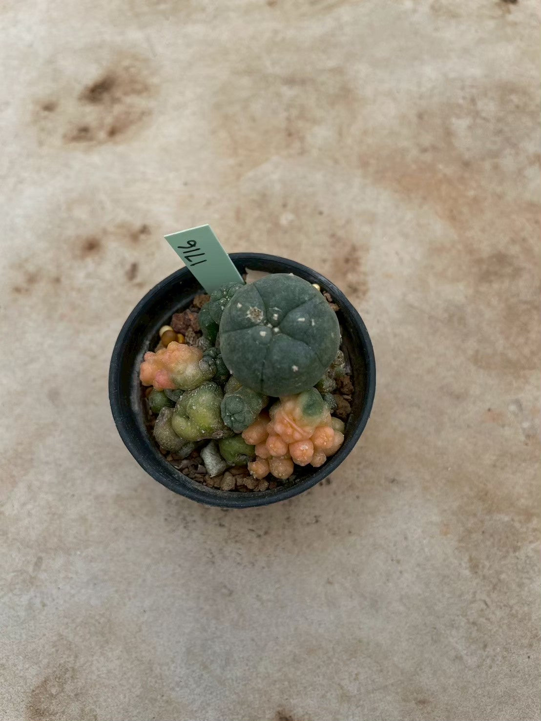 Lophophora williamsii variegate – Peyote Cactus (3-4 cm, Own Root) 12 years old