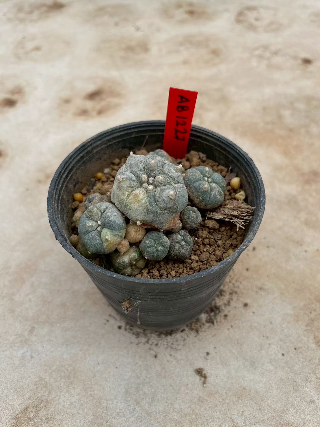 Lophophora williamsii variegate – Peyote Cactus (3-4 cm, Own Root) 12 years old
