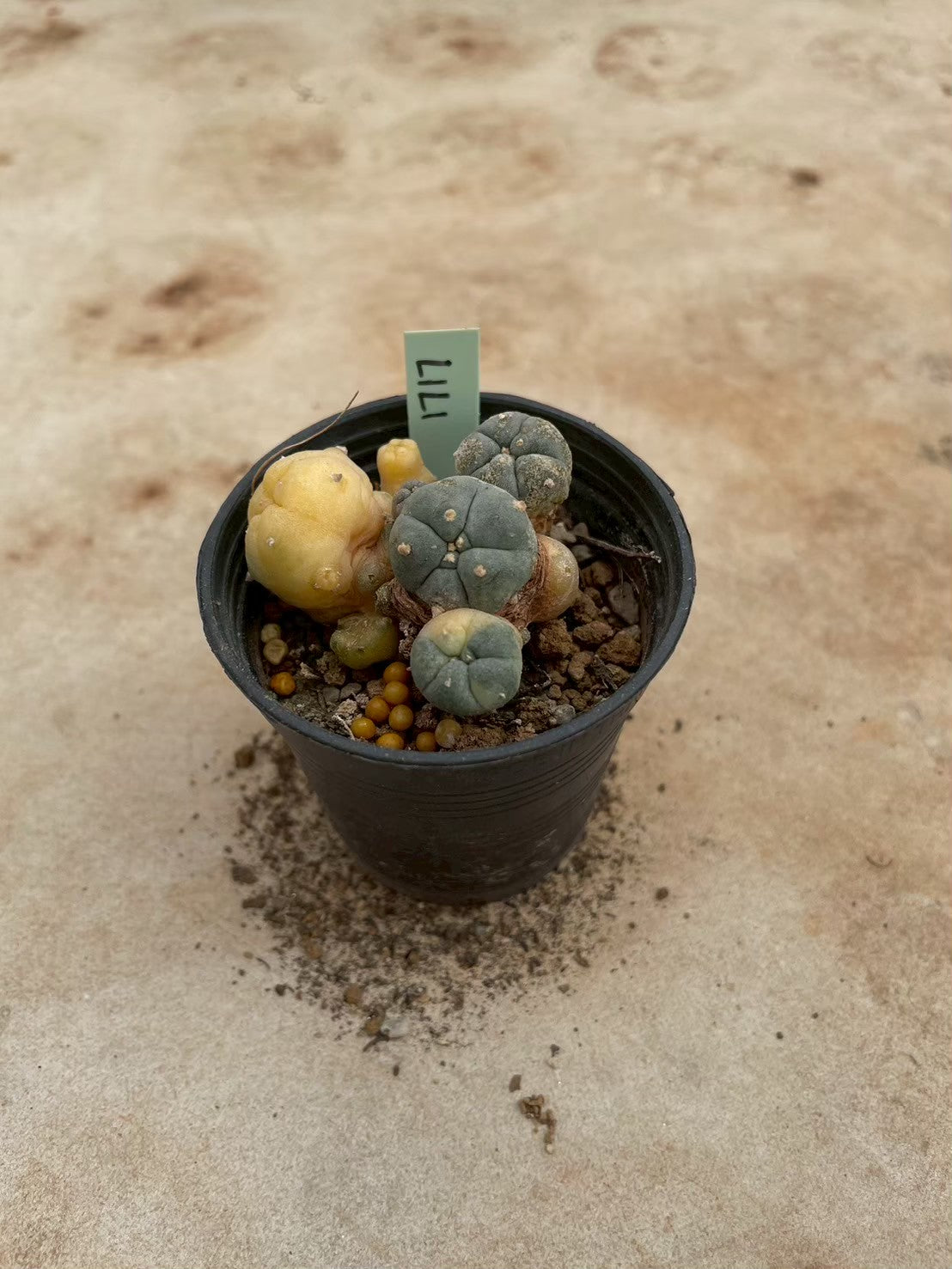 Lophophora williamsii variegate – Peyote Cactus (3-4 cm, Own Root) 12 years old