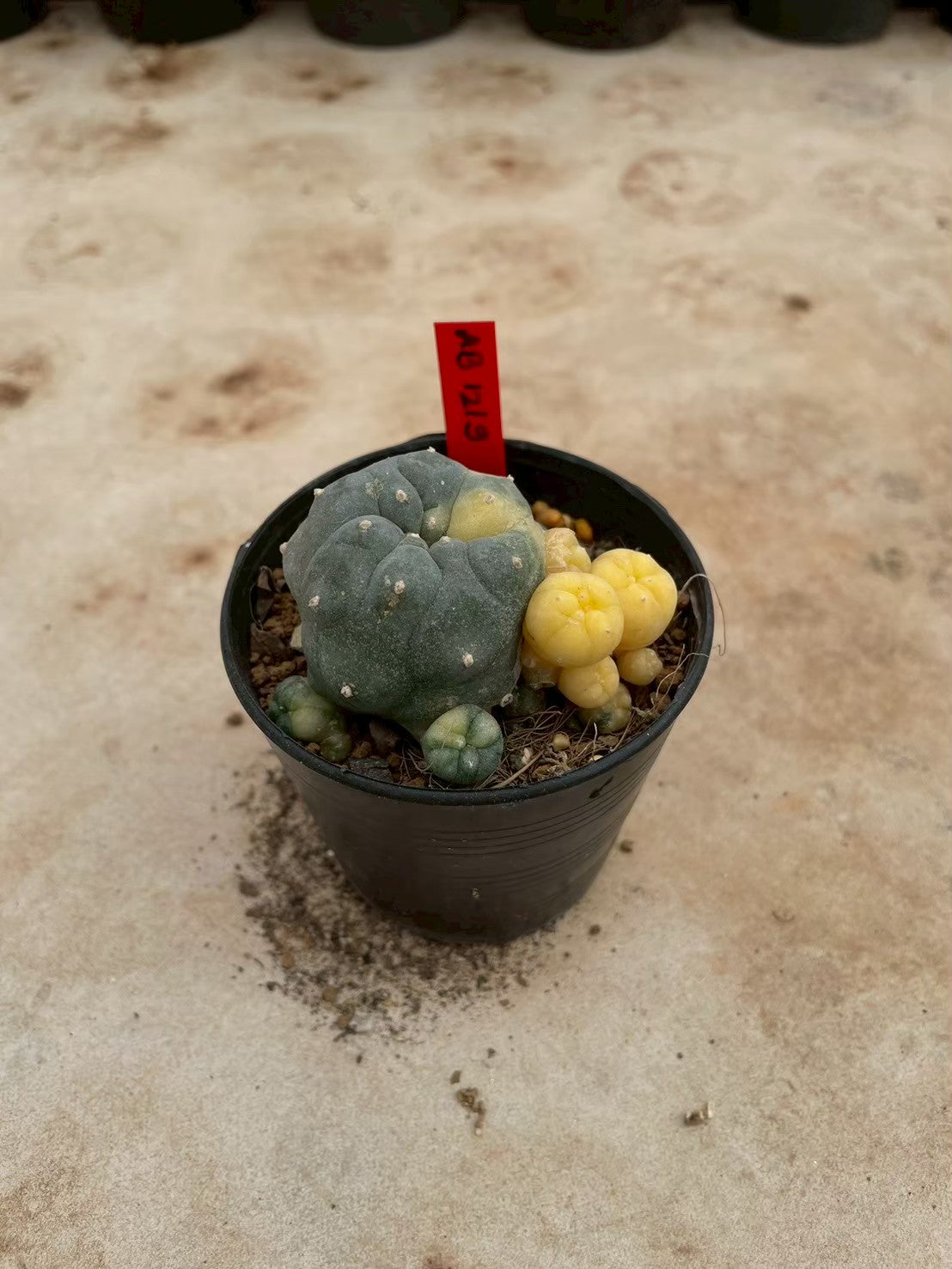 Lophophora williamsii variegate – Peyote Cactus (3-4 cm, Own Root) 12 years old
