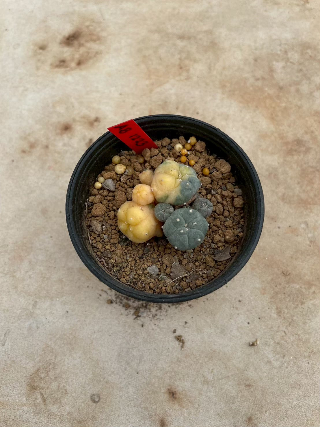 Lophophora williamsii variegate – Peyote Cactus (3-4 cm, Own Root) 12 years old