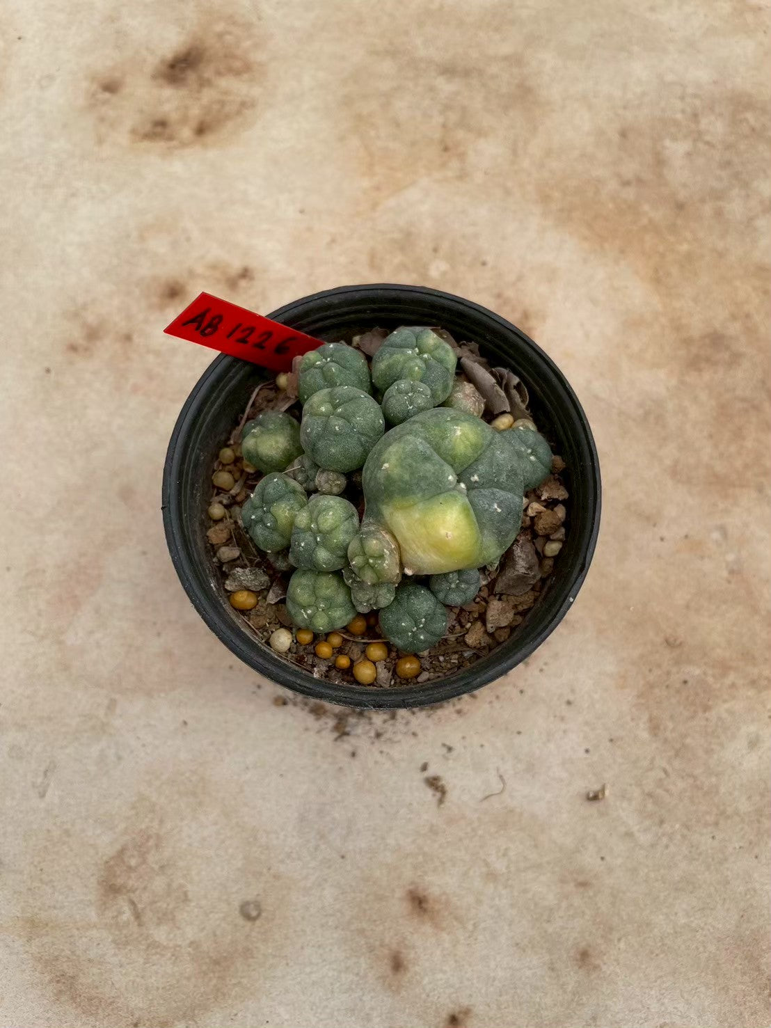 Lophophora williamsii variegate – Peyote Cactus (3-4 cm, Own Root) 12 years old