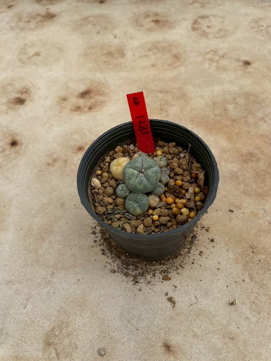 Lophophora williamsii variegate – Peyote Cactus (3-4 cm, Own Root) 12 years old