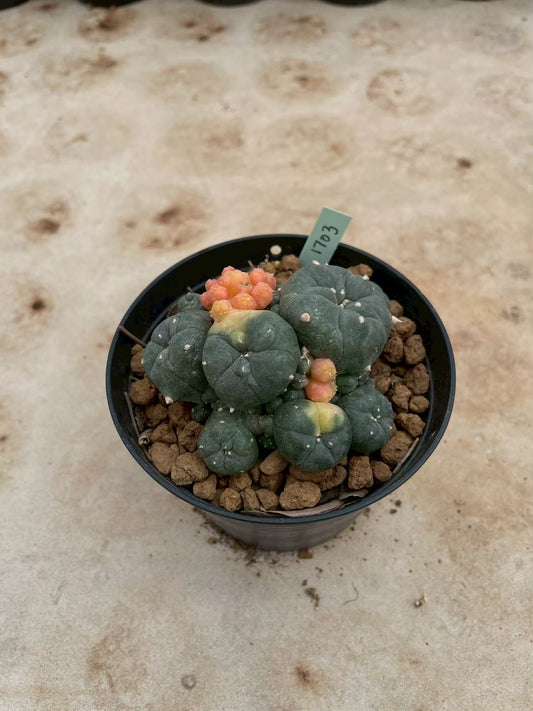 Lophophora williamsii variegate – Peyote Cactus (3-4 cm, Own Root) 12 years old