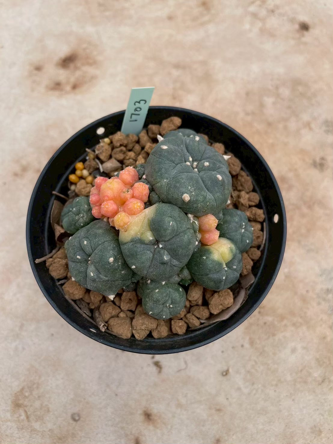 Lophophora williamsii variegate – Peyote Cactus (3-4 cm, Own Root) 12 years old