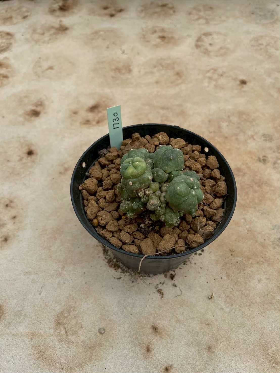 Lophophora williamsii variegate – Peyote Cactus (3-4 cm, Own Root) 12 years old