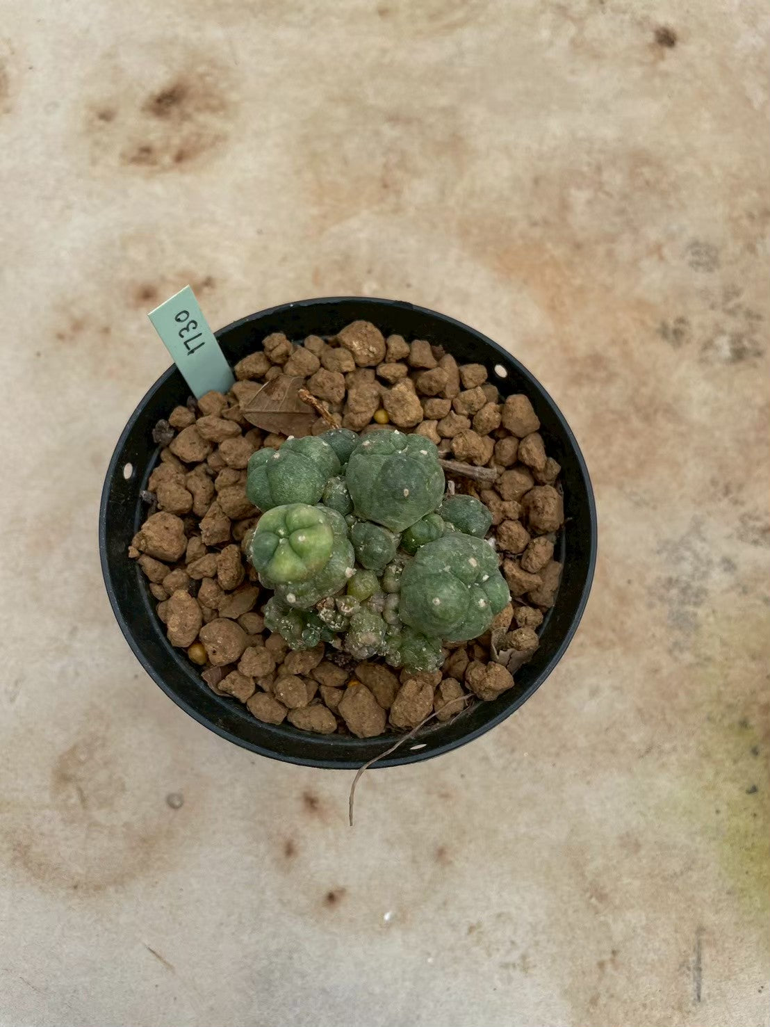 Lophophora williamsii variegate – Peyote Cactus (3-4 cm, Own Root) 12 years old