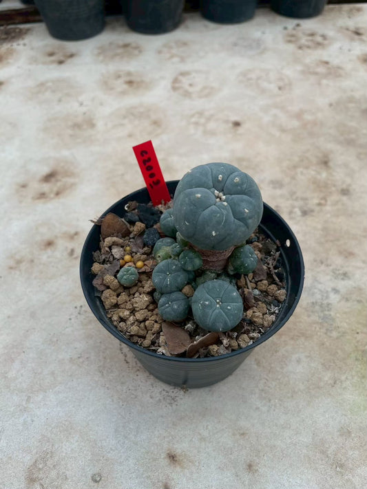 Lophophora williamsii – Peyote Cactus (3-4 cm, Own Root)