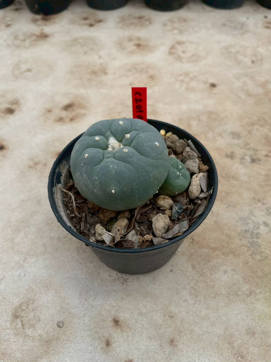 Lophophora williamsii – Peyote Cactus (3-4 cm, Own Root)