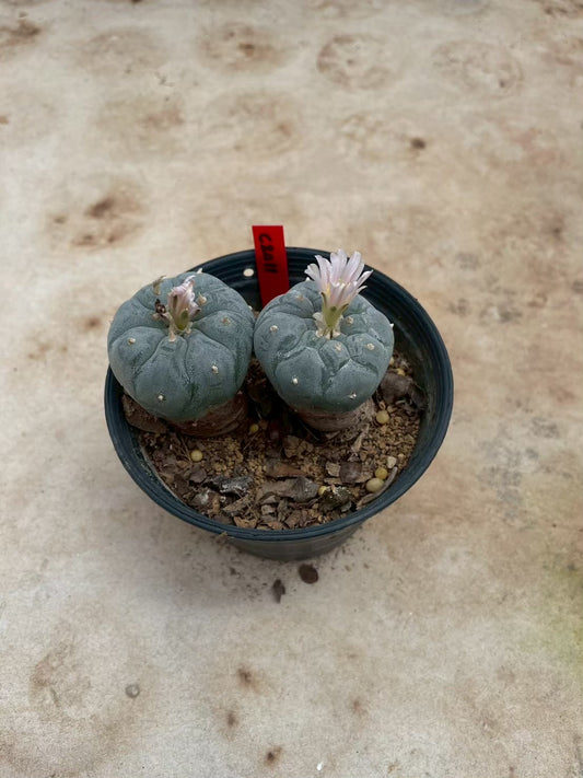 Lophophora williamsii – Peyote Cactus (3-4 cm, Own Root)