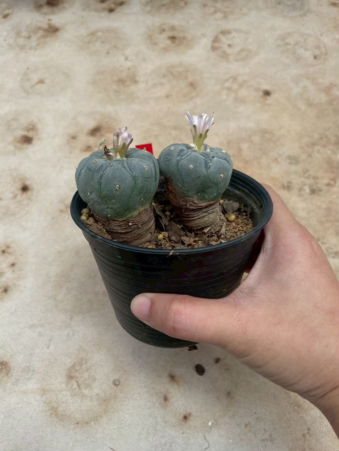 Lophophora williamsii – Peyote Cactus (3-4 cm, Own Root)
