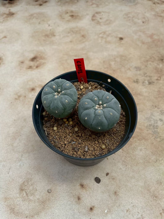 Lophophora williamsii – Peyote Cactus (3-4 cm, Own Root)