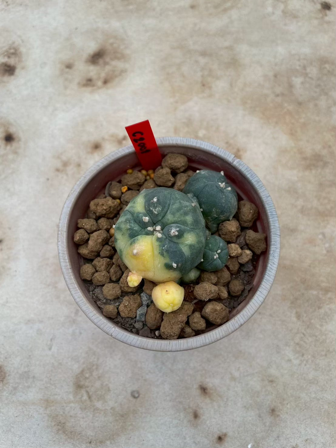 Lophophora williamsii variegata – Peyote Cactus (3-4 cm, Own Root)