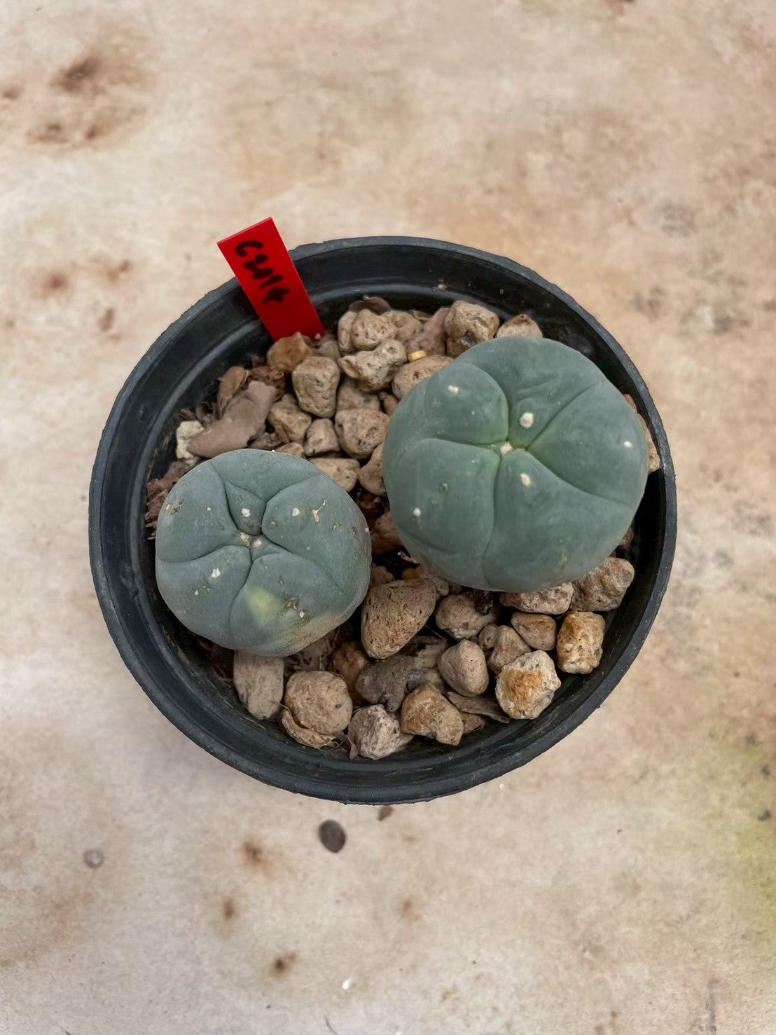 Lophophora williamsii – Peyote Cactus (3-4 cm, Own Root)