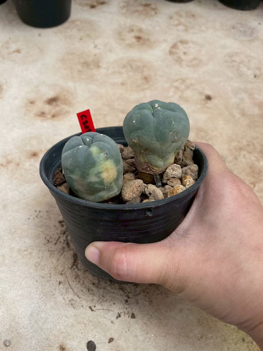 Lophophora williamsii – Peyote Cactus (3-4 cm, Own Root)