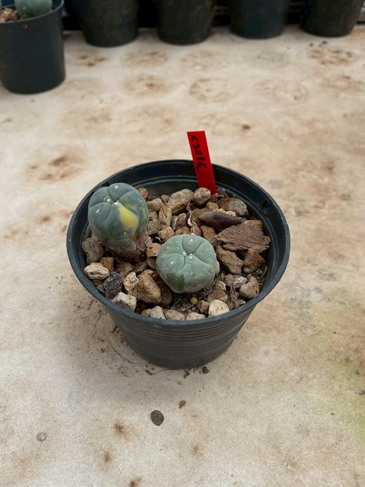 Lophophora williamsii – Peyote Cactus (3-4 cm, Own Root)