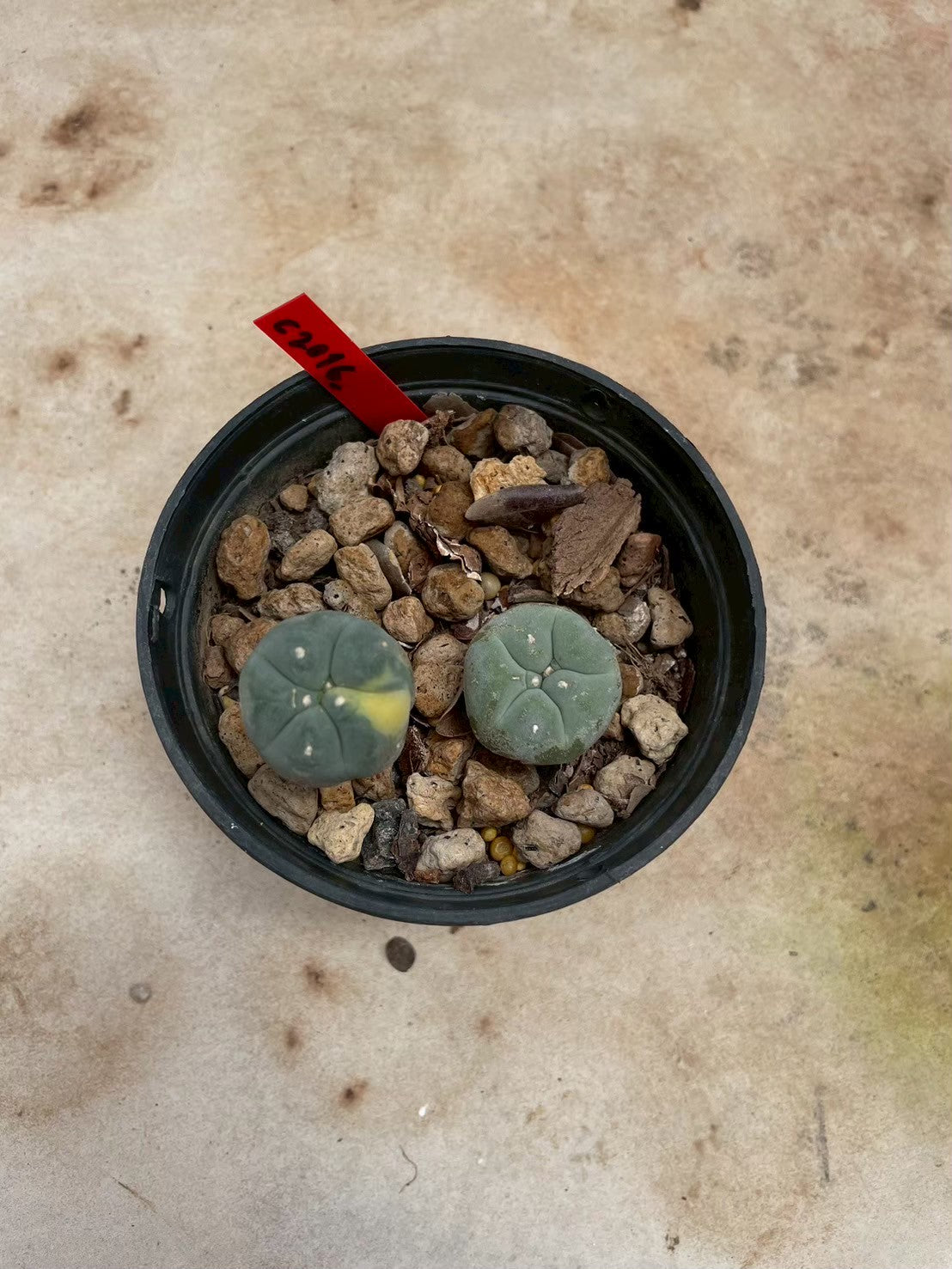 Lophophora williamsii – Peyote Cactus (3-4 cm, Own Root)