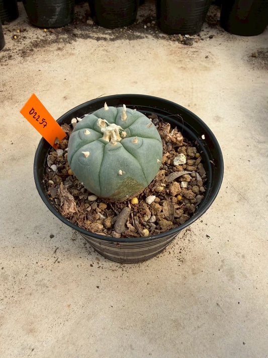 Lophophora williamsii – Peyote Cactus (Seed Grown, 3-3.5 cm, Own Root) 12 years old