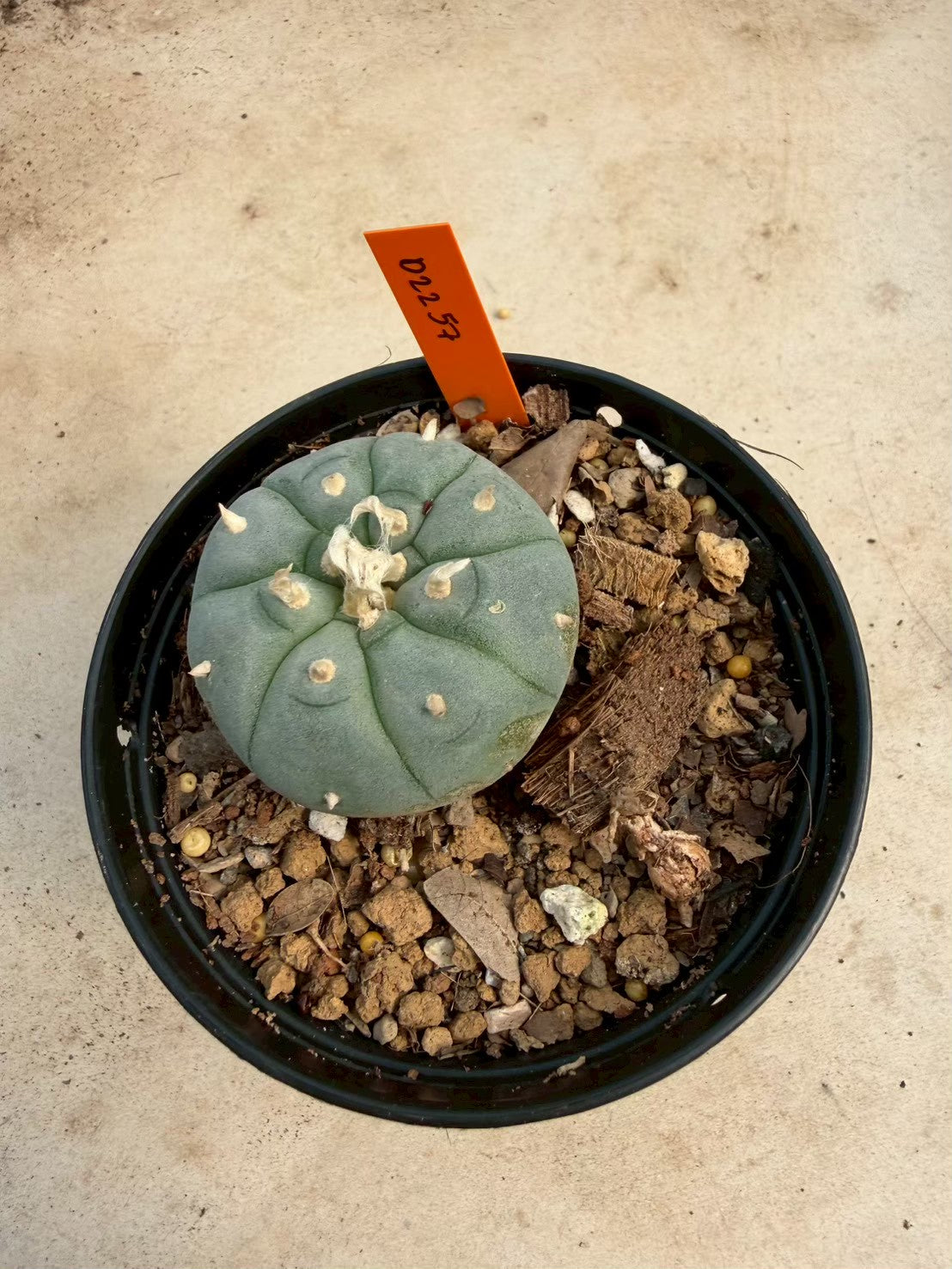 Lophophora williamsii – Peyote Cactus (Seed Grown, 3-3.5 cm, Own Root) 12 years old